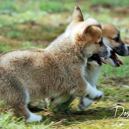 Dalarno Pembroke Welsh Corgis breeder of Cardigan Welsh Corgi
