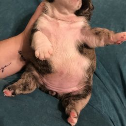 English Bulldog Puppies from Bullberry Farm