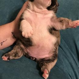 English Bulldog Puppies from Bullberry Farm