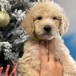 Labradoodles from MANUELA MORA
