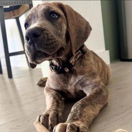 Sergeant - Brindle male Great Dane puppy in Howe, Texas from Bright Danes of Texas