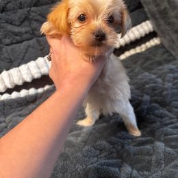 Morkie puppies from Patty’s Paws
