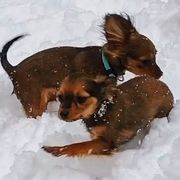 Akita, Russian Toy, and Whippet Puppies from Crossway Akitas, Whippets, & Russian Toys