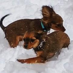 Akita, Russian Toy, and Whippet Puppies from Crossway Akitas, Whippets, & Russian Toys