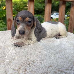 Boy 4 - Dapple male Dachshund puppy in Stilwell, Oklahoma from Johnson Dachshund’s