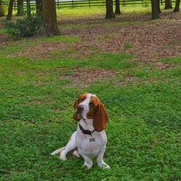 Bentley - Basset Hound