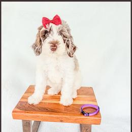Pearl - Chocolate merle female Bernedoodle puppy in Lake City, Florida from 224 Doodles and Poodles
