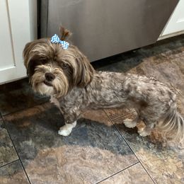 Coco - Havanese