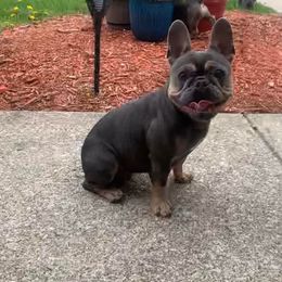 French Bulldog All Grown Up from Dama Hill Frenchies