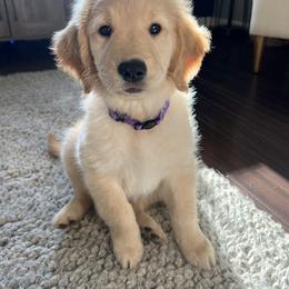 Golden Retriever Puppies from Washington Lakeside Goldens