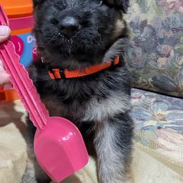 German Shepherd Puppies from McLaughlin German Shepherds