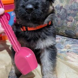 German Shepherd Puppies from McLaughlin German Shepherds
