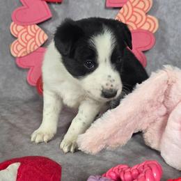 Spark - Black and white male Border Collie puppy in Gaffney, South Carolina from On the Lamb