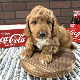 Peter - Red  male Goldendoodle puppy in Huntington, Utah from Krispydoodle