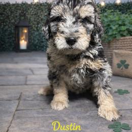 Dustin Henderson - Blue merle male Bernedoodle puppy in Bennett, Colorado from Darling Paws, LLC