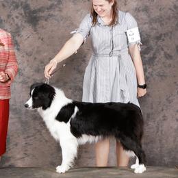 Border Collies from JoyLee Border Collies