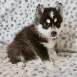Red Collar - Black and white male Pomsky puppy in St. Peters, Missouri from Saint Peters Pomskies