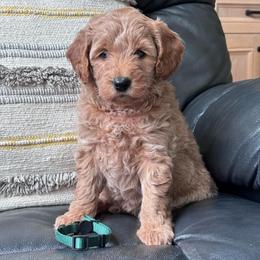 Lucy Green collar girl) - Apricot female Goldendoodle puppy in Skamokawa, Washington from East Valley Pups