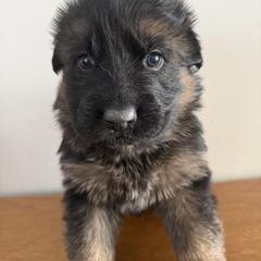 Grim - Black and red male German Shepherd puppy in Fielding, Utah from Legacy Shepherds