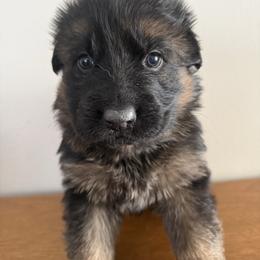 Grim - Black and red male German Shepherd puppy in Fielding, Utah from Legacy Shepherds