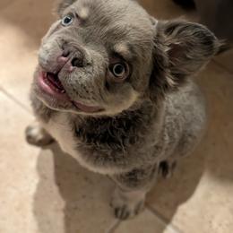 French Bulldog Puppies from Sonoma Fabulous Frenchies