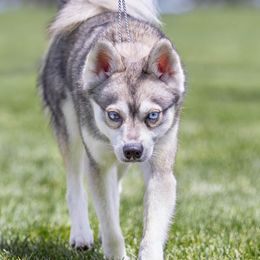 Alaskan Klee Kai from Aspen Veil Klee Kai