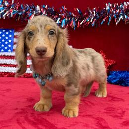 Thumper - Dapple male Dachshund puppy in Lincoln, Arkansas from Red Dirt Dachshunds