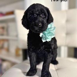 Pink girl - Black female Goldendoodle puppy in Valdese, North Carolina from Doodling All Day Goldendoodles
