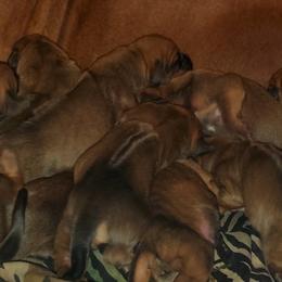 Rhodesian Ridgeback Puppies from Desert Star African Lionhounds
