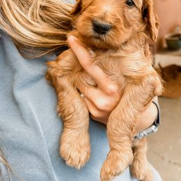 Irish Doodle Puppies from Foxrun Litters