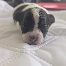 Titus - White black and tan male Papillon puppy in Joshua, Texas from Summertime Kennels