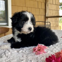 Aussiedoodle, Australian Shepherd, and Toy Australian Shepherd Puppies from Reintree