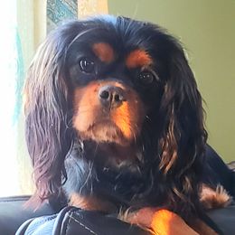 Caroline  - Cavalier King Charles Spaniel