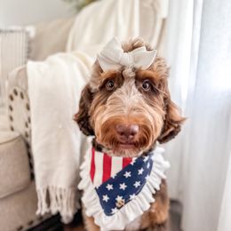Fisher - Bernedoodle