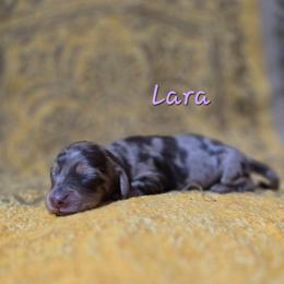 Charlotte (NKA Lara) - Dapple female Dachshund puppy in Windom, Minnesota from Aster Creek Dachshunds & Australian Shepherds