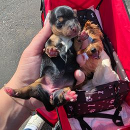 Girl 2 - Black and gold female Yorkshire Terrier puppy in San Diego, California from Rubiez Yorkiez