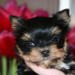 Yorkshire Terrier Puppies from Luxe Yorkshire Terriers
