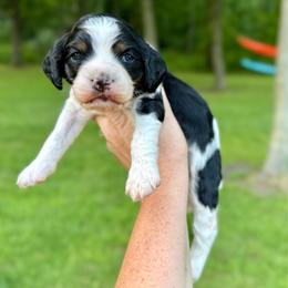 Bloom - Tri-color male Cavapoo puppy in Midland, Michigan from Northern Charm Farm