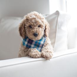 Goldendoodle Puppies from Dashing Doodle Pups
