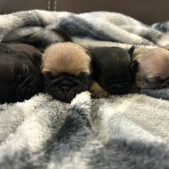 Pugs from Ackley Pugs