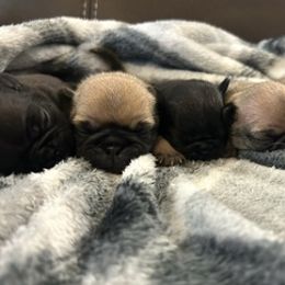Pugs from Ackley Pugs