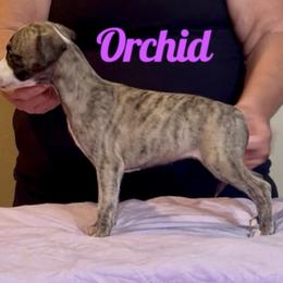 Orchid - Fawn brindle female Whippet puppy in Brooksville, Florida from Phasion Whippets Kimberly & Paul Norton Sr.