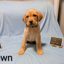 Brown - Yellow male Labrador Retriever puppy in Parma, Idaho from Campbell Valley Labradors