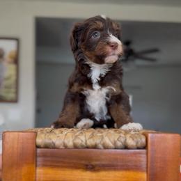 Chocolate - female Australian Mountain Doodle puppy in Spanish Fork, Utah from Little Puppy Co.