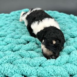 Dalmatian, Poodle, and Rhodesian Ridgeback Puppies from Ruffles, Ridges, & Spots!