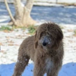 Goldendoodle All Grown Up from B+C Doodles