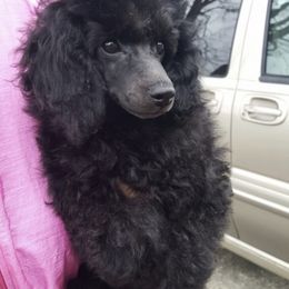 Poodles from Chantur Poodles