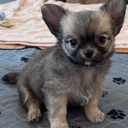 Boy 1 - Black sabled fawn male Chihuahua puppy in Birmingham, Michigan from Cranbrook Kennels