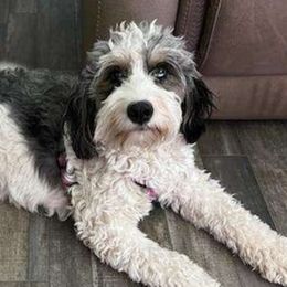 Dolly - Bernedoodle