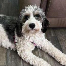 Dolly - Bernedoodle